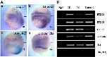 Xenbase Expression Image Xenbase Expression Image