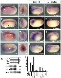 Xenbase Expression Image Xenbase Expression Image