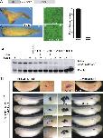 Xenbase Expression Image Xenbase Expression Image