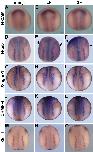 Xenbase Expression Image Xenbase Expression Image