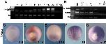 Xenbase Expression Image Xenbase Expression Image