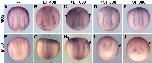 Xenbase Expression Image Xenbase Expression Image