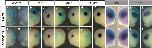 Expression Image Expression Image