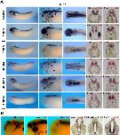 Xenbase Expression Image Xenbase Expression Image