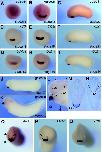 Xenbase Expression Image Xenbase Expression Image