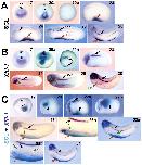 Xenbase Expression Image Xenbase Expression Image