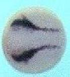 Xenbase Expression Image Xenbase Expression Image