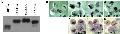 Expression Image Expression Image
