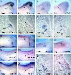 Xenbase Expression Image Xenbase Expression Image