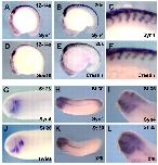 Xenbase Expression Image Xenbase Expression Image