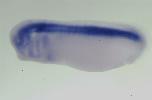 Xenbase Expression Image Xenbase Expression Image