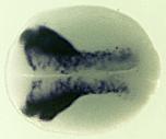 Xenbase Expression Image Xenbase Expression Image