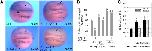 Xenbase Expression Image Xenbase Expression Image