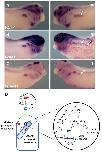 Xenbase Expression Image Xenbase Expression Image