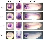 Xenbase Expression Image Xenbase Expression Image