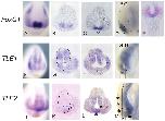 Xenbase Expression Image Xenbase Expression Image