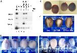 Xenbase Expression Image Xenbase Expression Image