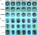 Expression Image Expression Image