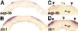 Expression Image Expression Image