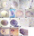 Xenbase Expression Image Xenbase Expression Image