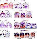 Expression Image Expression Image