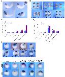 Xenbase Expression Image Xenbase Expression Image