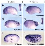 Xenbase Expression Image Xenbase Expression Image