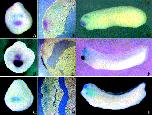 Xenbase Expression Image Xenbase Expression Image