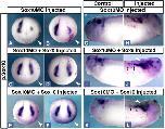Xenbase Expression Image Xenbase Expression Image
