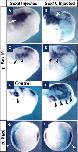 Xenbase Expression Image Xenbase Expression Image