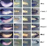 Expression Image Expression Image