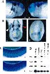 Xenbase Expression Image Xenbase Expression Image