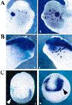 Xenbase Expression Image Xenbase Expression Image