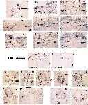 Xenbase Expression Image Xenbase Expression Image