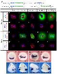 Xenbase Expression Image Xenbase Expression Image
