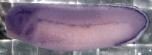 Xenbase Expression Image Xenbase Expression Image