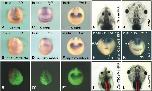 Expression Image Expression Image