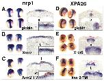 Expression Image Expression Image