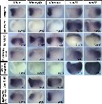 Expression Image Expression Image
