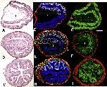Xenbase Expression Image Xenbase Expression Image