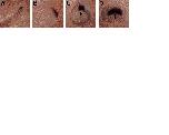 Xenbase Expression Image Xenbase Expression Image