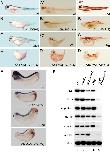 Xenbase Expression Image Xenbase Expression Image