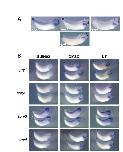 Expression Image Expression Image
