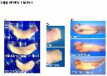 Expression Image Expression Image