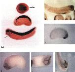Xenbase Expression Image Xenbase Expression Image