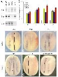 Xenbase Expression Image Xenbase Expression Image