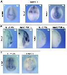 Xenbase Expression Image Xenbase Expression Image