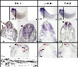 Xenbase Expression Image Xenbase Expression Image