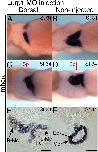 Expression Image Expression Image