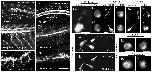 Xenbase Expression Image Xenbase Expression Image
